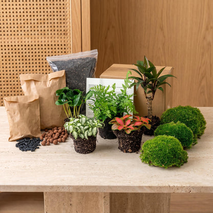 Comnox - Jungle 5 - Plant Terrarium Refill & Starter kit - DIY Groen Project