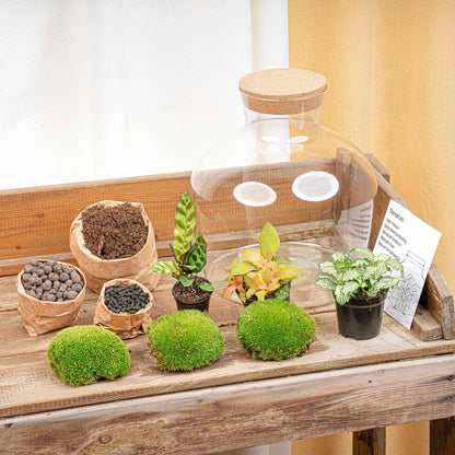 Fat Joe Red - Terrarium with light - Bottle garden DIY kit - Ø 29 cm ↑ 30 cm