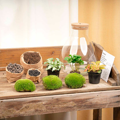 Comnox - Sam Coffea - Duurzaam DIY Terrarium Set met LED - 24 stuks