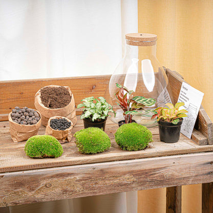 Comnox - Sam Calathea - DIY Terrarium Kit met LED - 30 cm