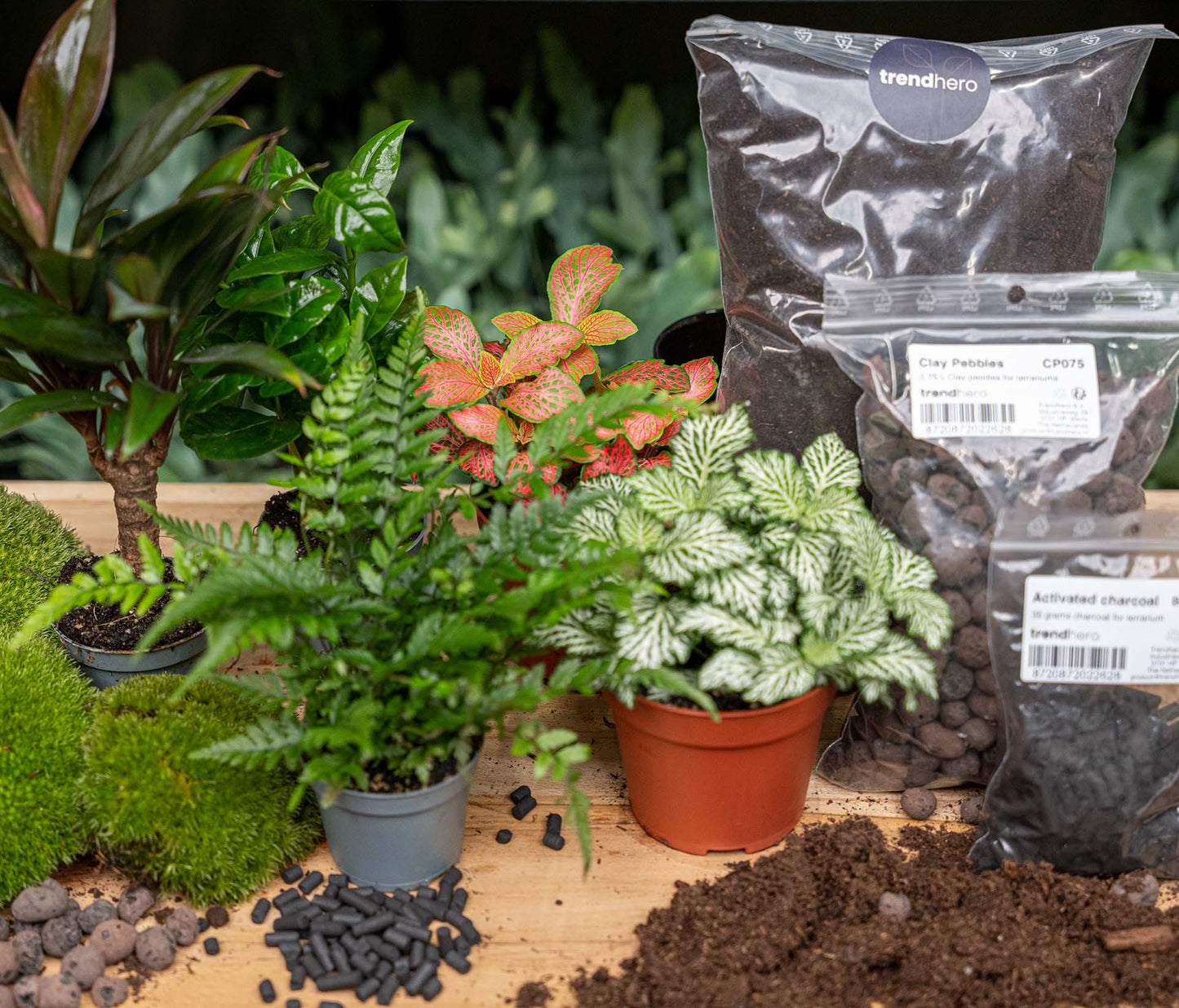 Jungle 5 - Plant Terrarium Refill & Starter kit - 5 terrarium plants - DIY