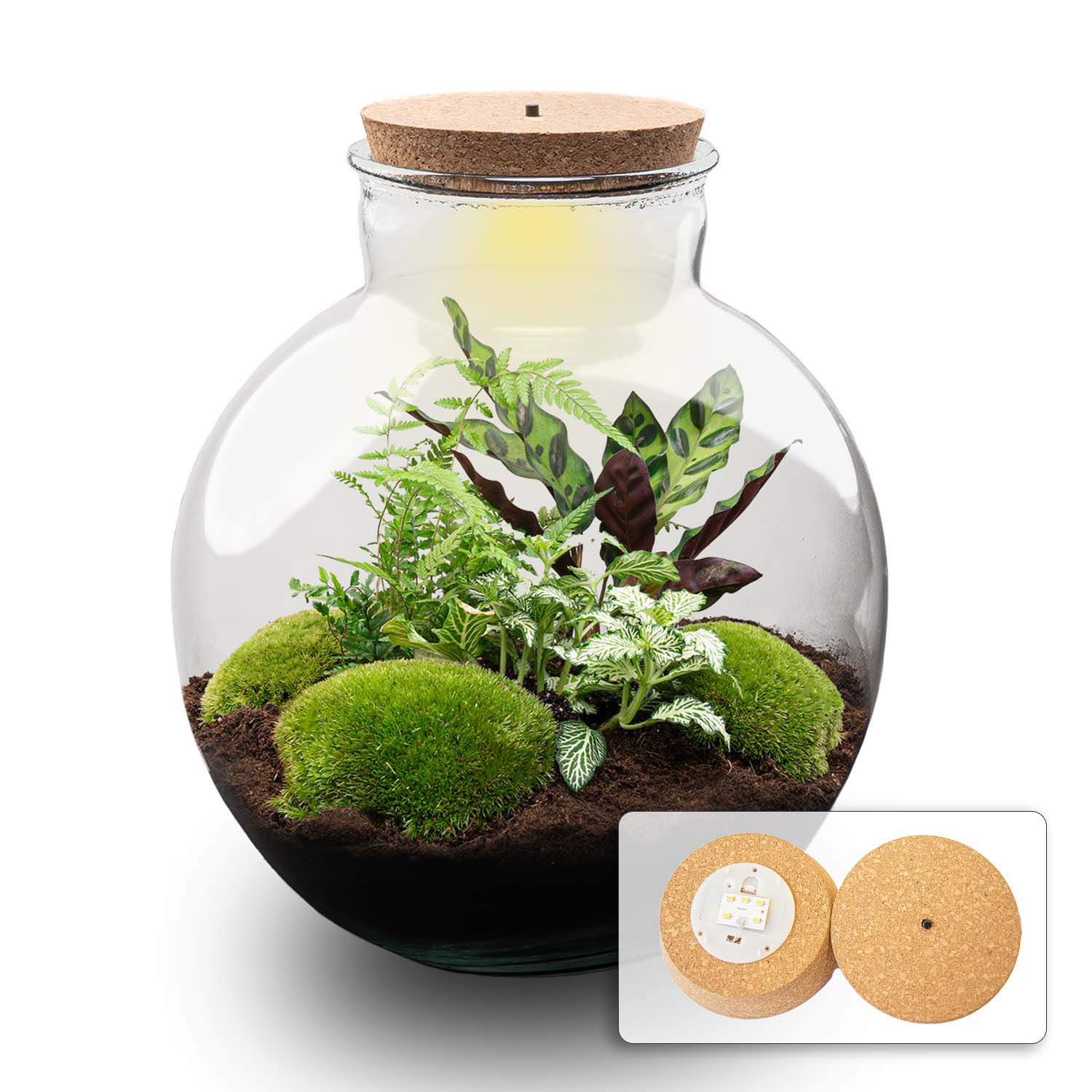 Glas terrarium met korkdop, gevuld met groene mossen, varens en bladplanten op donkere grond. Inclusief LED-verlichting voor binnenruimte decoratie.