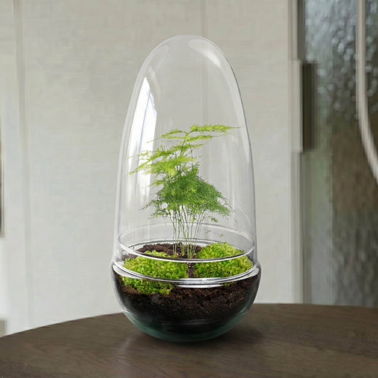 Een glazen terrarium met een groene aspergeplant, omgeven door mos en donkere grond, perfect voor binnenlands decor. Ideaal als decoratief element voor woonkamer of kantoor.