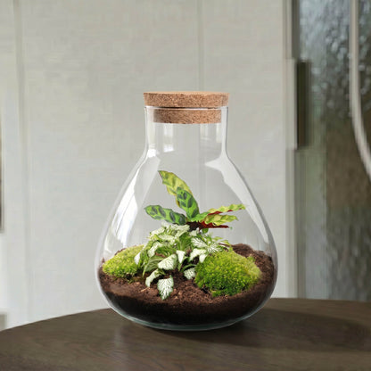 Sammie Calathea - Terrarium - Bottle garden DIY kit - Ø 22,5 cm ↑ 27 cm