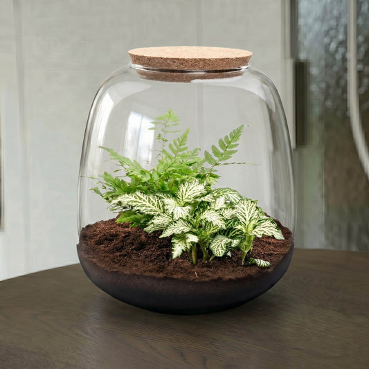 Een glazen terrarium met een korken dop, gevuld met donkere aarde en groene planten, inclusief een variegated bladsoort. Perfect voor binnenhuisdecoratie en kleine plantenverzorging.