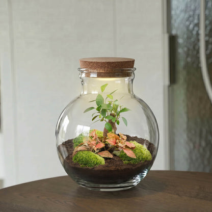 Teddy Bonsai Red - Terrarium with light - Bottle garden DIY kit - Ø 25 cm ↑ 26,5 cm