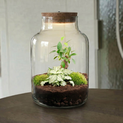 Little Milky - Bonsai - Terrarium with light - Bottle garden DIY kit - Ø 17 cm ↑ 25 cm