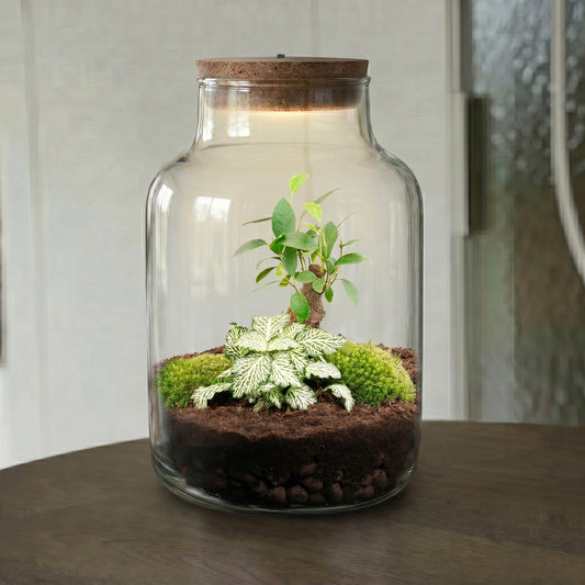 Een glazen terrarium met een korken dop, gevuld met donkere grond, groene mos, een witte netbladplant en een kleine boom, ideaal voor binnenruimte decoratie en natuurlijke sfeer.