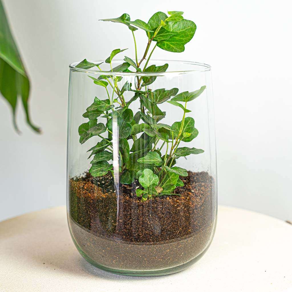 Terrarium - Martin - DIY kit - ↑ 17 cm – Houseplant – Comnox Company