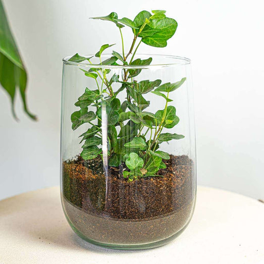 Een glazen terrarium met een groene ivyplant in donkere grond, perfect voor binnenruimte decoratie. Ideaal als stijlvolle plantenverzorging voor moderne interieurs.