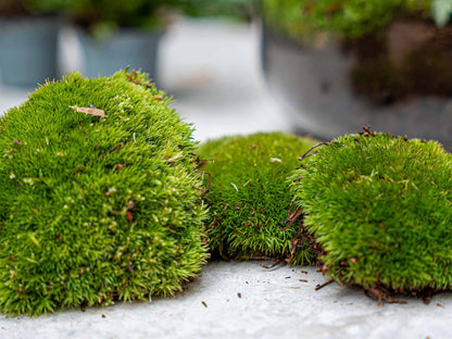 Fern - Plant Terrarium Refill & Starter kit - 3 terrarium plants - DIY