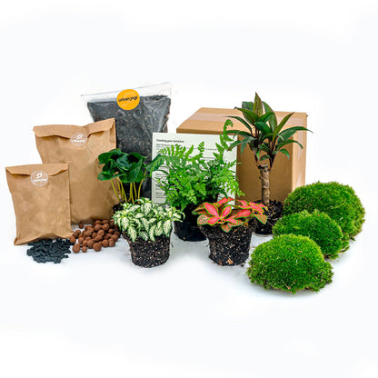 Jungle 5 - Plant Terrarium Refill & Starter kit - 5 terrarium plants - DIY