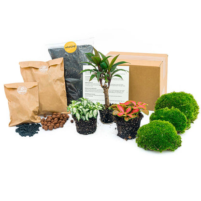 Palm - Plant Terrarium Refill & Starter kit - 3 terrarium plants - DIY