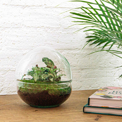 Comnox - Dome - DIY Terrarium Kit - Zelfregulerend Ecosysteem - 20 cm