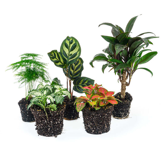 Groene binnenplanten in potten, inclusief een maranta met gestreepte bladeren, een rode netbladplant en een aspergeplant. Ideaal voor decoratie in woonruimtes of als gift voor plantenliefhebbers.