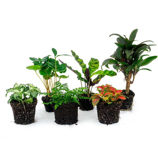 Een verzameling van zes kleurrijke, jonge binnenplanten in zwarte potjes, met variërende bladtexturen en kleuren, ideaal voor decoratie in huis of kantoor. Perfect voor beginners en liefhebbers van groene ruimtes.