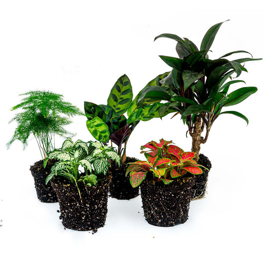 Groene kamerplanten in zwarte potten, inclusief een netwerkplant met rode bladeren en een varenssoort. Ideaal voor binnenruimtes en als decoratieve tuinplanten.