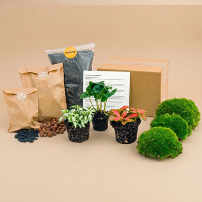 Coffea Arabica - Plant Terrarium Refill & Starter kit - 3 terrarium plants - DIY