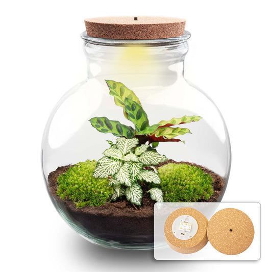 Een ronde glazen terrarium met korken deksel, gevuld met groene mos, donkere grond en een plant met gestreepte bladeren. Ideaal als decoratief interieuraccessoire voor binnenruimtes.