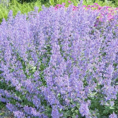 Borderpakket Zomer - 5m2 60 vaste planten in P9 pot