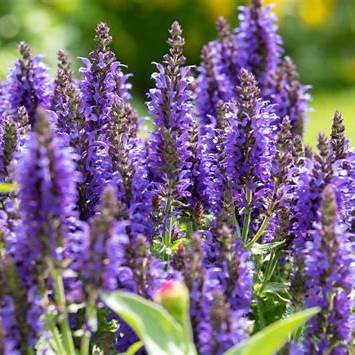 Borderpakket Zomer - 5m2 60 vaste planten in P9 pot