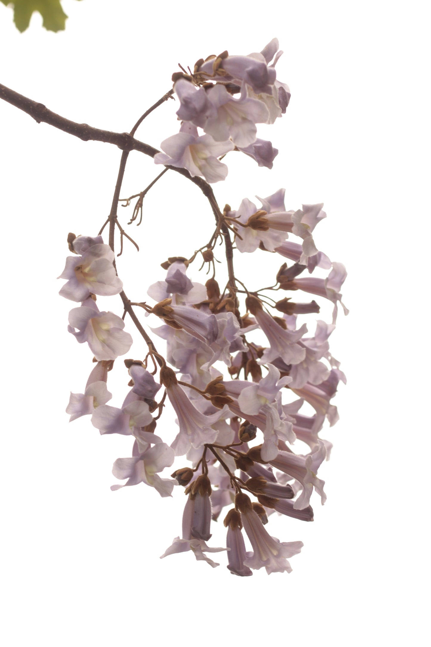Paulownia tomentosa - Anna Paulownaboom