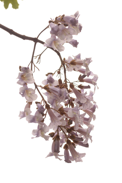 Paulownia tomentosa - Anna Paulownaboom