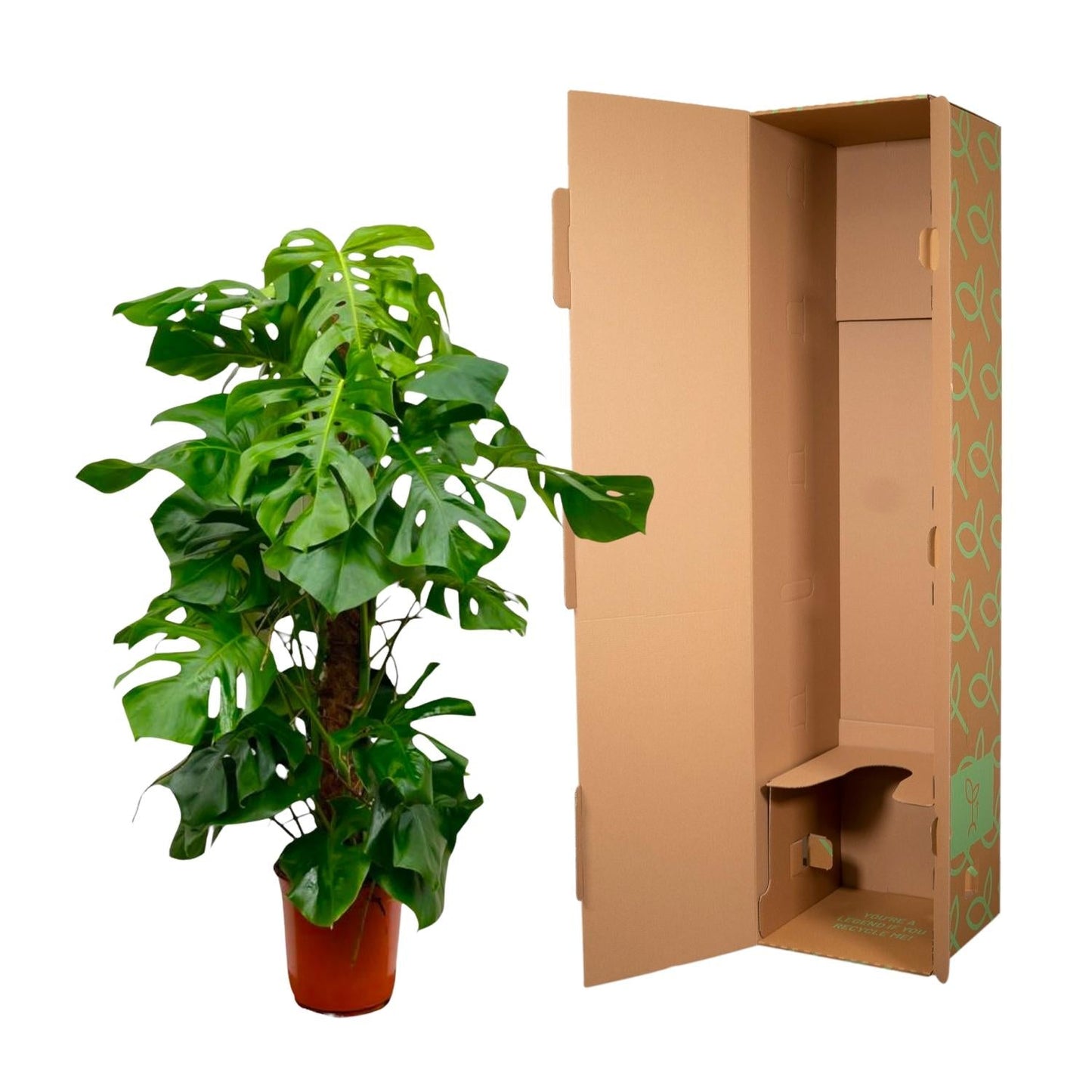 Monstera deliciosa (gatenplant) 140 cm hoog, pot ø27 cm