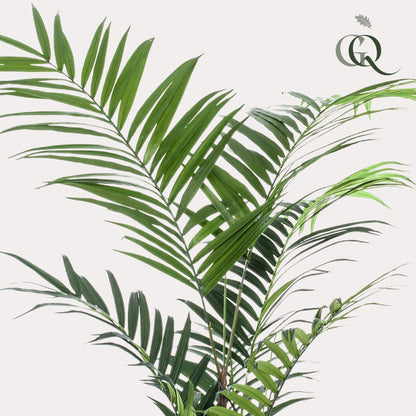 Kunstplant Kentiapalm (Howea forsteriana), 210 cm hoog