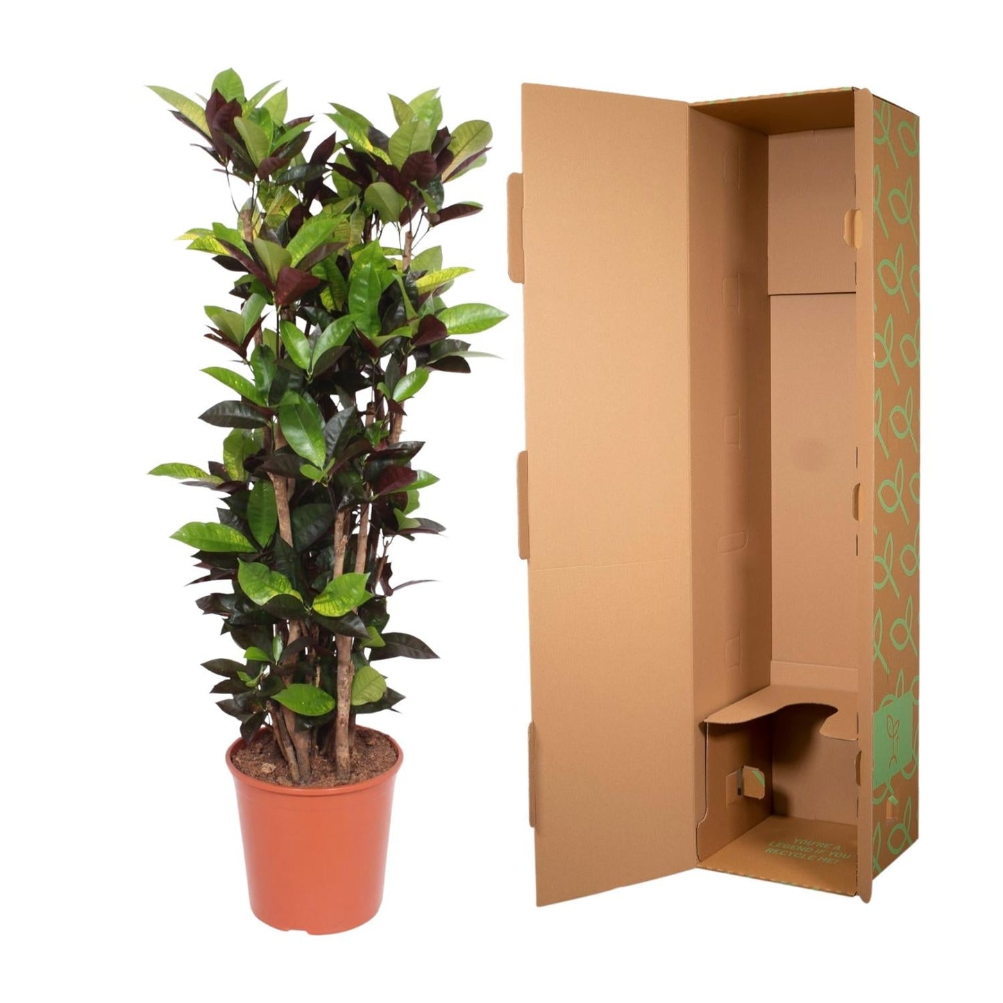 Codiaeum Iceton (croton) 190 cm hoog, pot ø45 cm