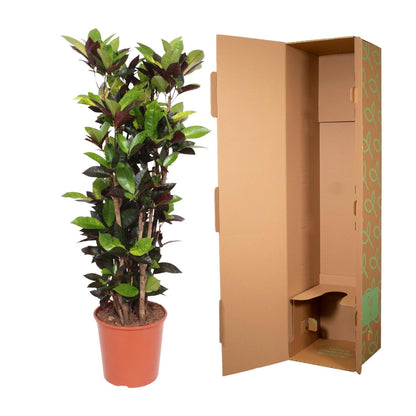 Codiaeum Iceton (croton) 190 cm hoog, pot ø45 cm