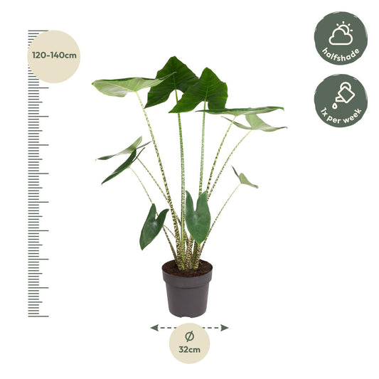 Een Alocasia portoricensis met glanzende, hartvormige bladeren en gestreepte stengels, geplaatst in een donkergrijze pot. Perfect voor binnenruimtes als decoratieve plant.
