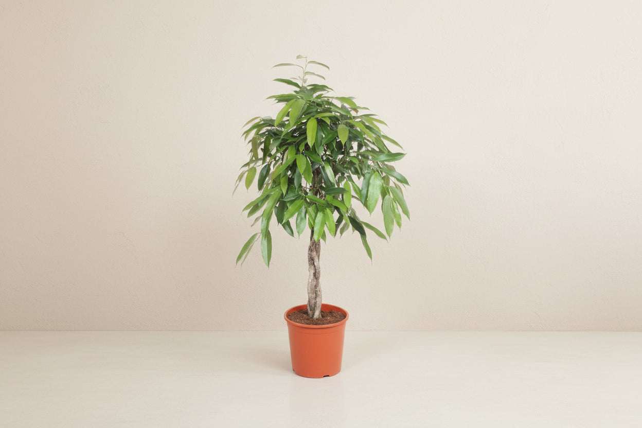 Ficus Amstel King 140cm - ø30