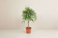 Ficus Amstel King 140cm - ø30