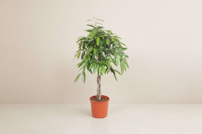 Ficus Amstel King 140cm - ø30