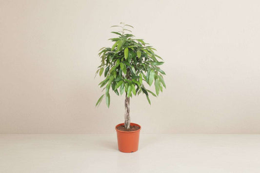Een groene, compacte binnentuinplant met een donkergroene bladerenkrans en een lichtgekleurde stam, geplaatst in een oranje plastic pot. Ideaal voor binnenruimtes en als decoratieve plant voor woon- of kantoorruimtes.