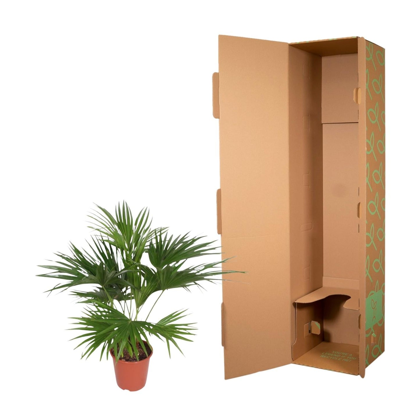 Livistona chinensis (waaierpalm) 150 cm hoog, pot ø24 cm