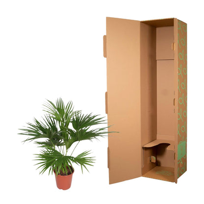 Livistona chinensis (waaierpalm) 150 cm hoog, pot ø24 cm