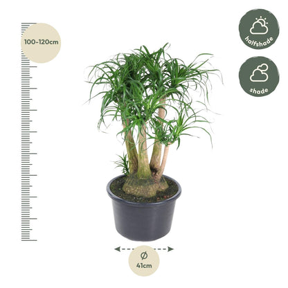 Beaucarnea (olifantsvoet) vertakt 110 cm hoog, pot ø41 cm