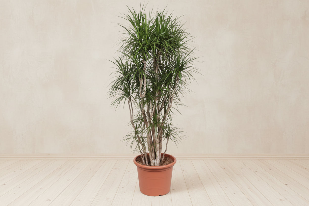 Dracaena marginata (drakenbloedboom) vertakt 220 cm hoog, pot ø40 cm