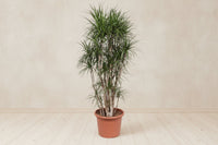 Dracaena marginata (drakenbloedboom) vertakt 220 cm hoog, pot ø40 cm