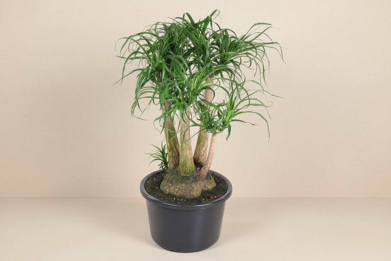 Beaucarnea olifantsvoet – vertakt – 110 cm