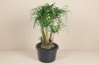 Beaucarnea olifantsvoet – vertakt – 110 cm