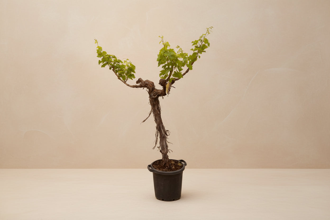 Een kleine, groene wijnstok in een zwarte pot, met een gedrongen, donkere stam en verspreide bladeren. Perfect voor binnenplanten en decoratieve tuinprojecten.