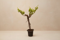 Vitis vinifera (druivenboom), stam vertakt, 200 cm hoog, pot ø55 cm