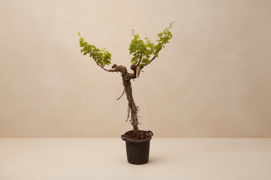 Een kleine, groene wijnstok in een zwarte pot, met een gedrongen, donkere stam en verspreide bladeren. Perfect voor binnenplanten en decoratieve tuinprojecten.
