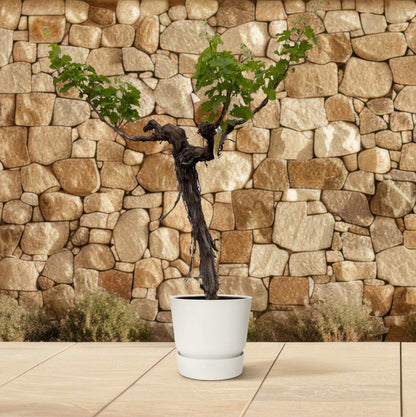 Vitis vinifera (druivenboom), stam vertakt, 200 cm hoog, pot ø55 cm