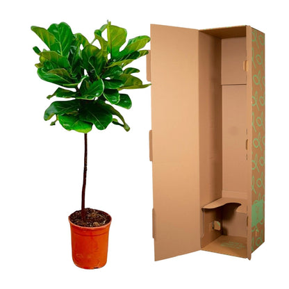 Ficus lyrata (vioolblad ficus) stam 130 cm hoog, pot ø24 cm