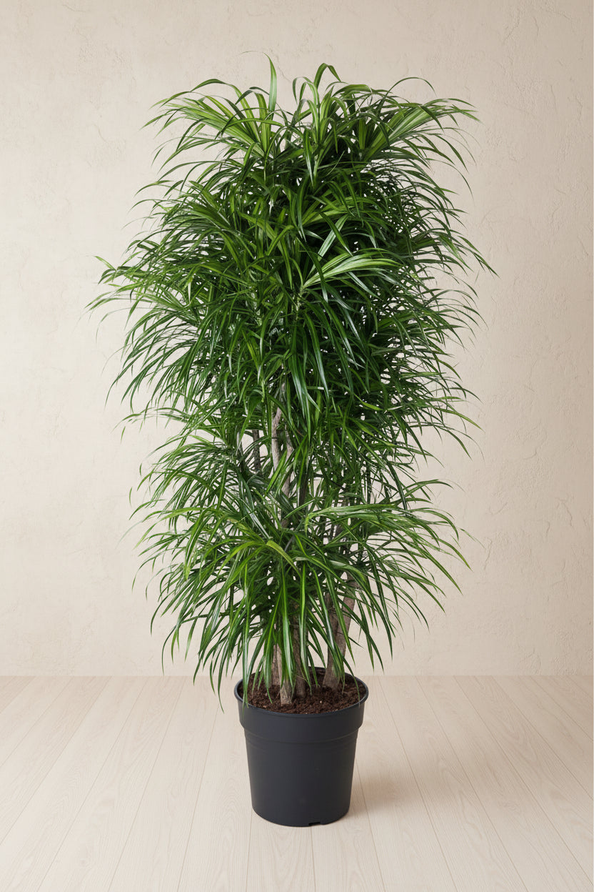 Dracaena Anita (drakenboom) vertakt 160 cm hoog, pot ø34 cm