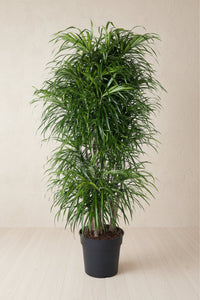 Dracaena Anita (drakenboom) vertakt 160 cm hoog, pot ø34 cm